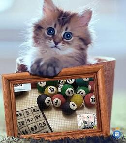 Image du loto Bingo Loto Les Chats Libres de Haguenau